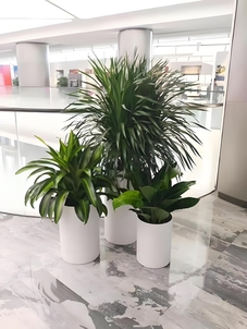 宁波余姚植物租摆公司，满足您对绿植的多样需求！